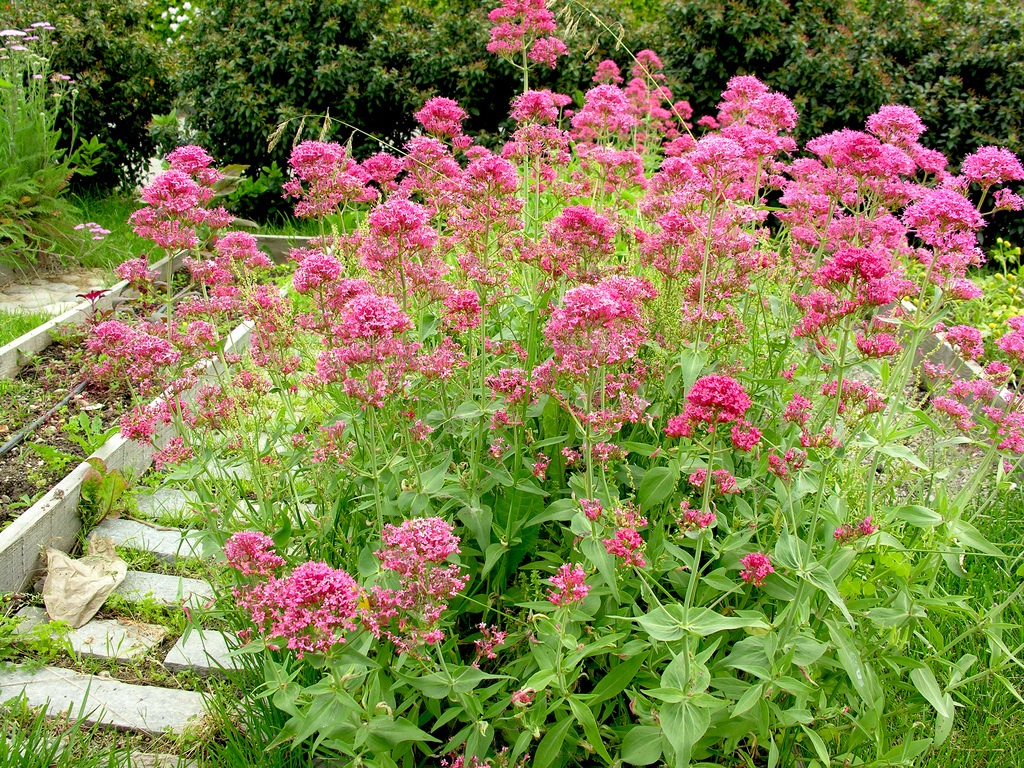 Centranthus Ruber